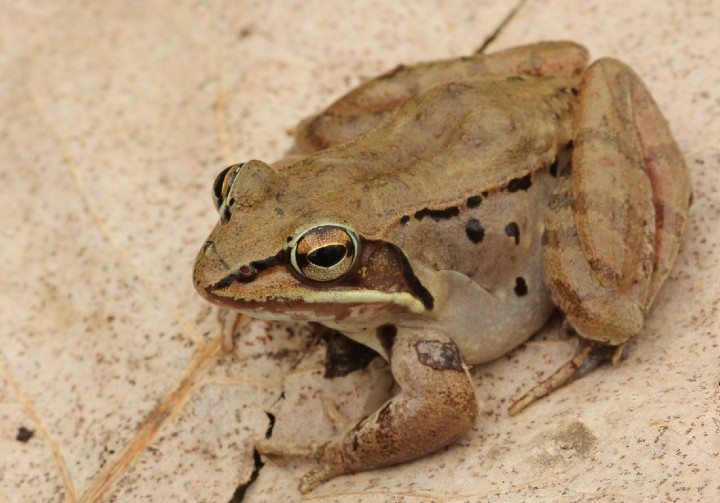 Wood Frog